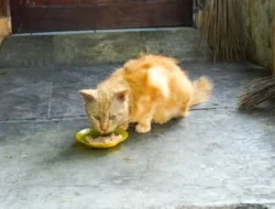 Pecinta Kucing Kini Bisa Bahagia Bareng Si Meong Lewat Hangout yang Seru!