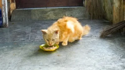 Pecinta Kucing Kini Bisa Bahagia Bareng Si Meong Lewat Hangout yang Seru!
